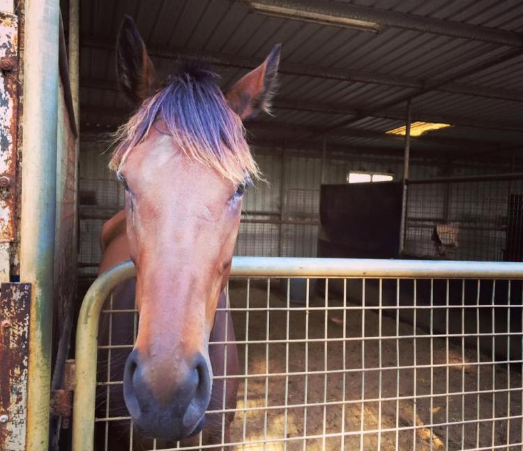 1656208_10153321747808733_3602388277819511965_n